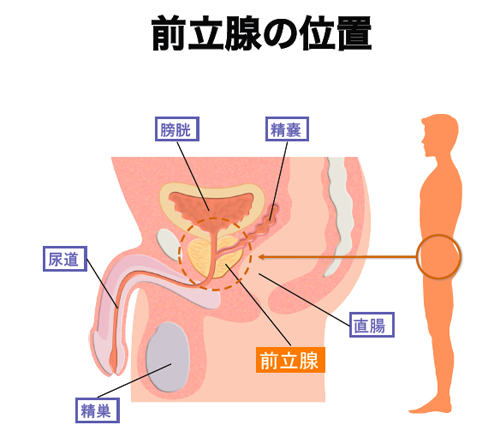 前立腺