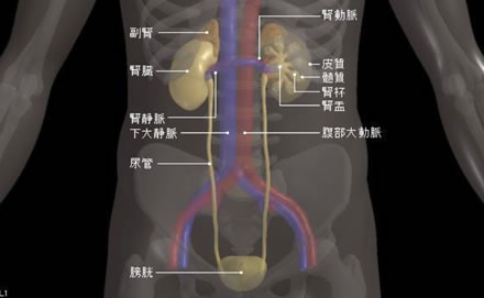 腎盂癌・尿管癌