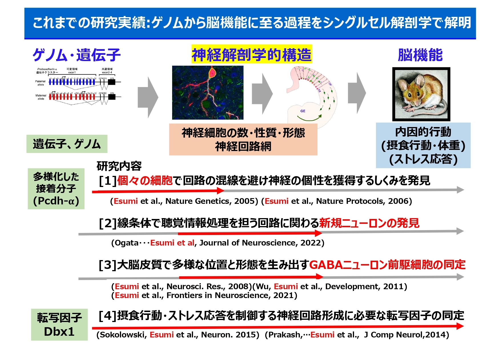 【江角】大脳皮質の抑制性神経細胞の発生発達と分化転換機構の解析_page-0003.jpg