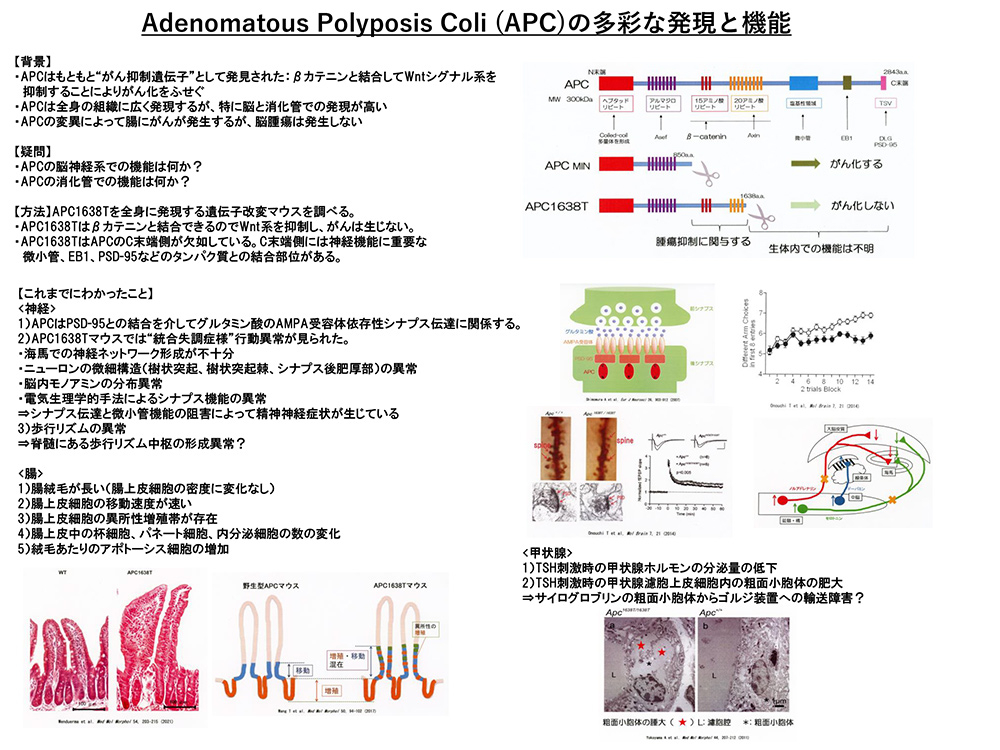 Adenomatous Polyposis Coli (APC)の多彩な発現と機能