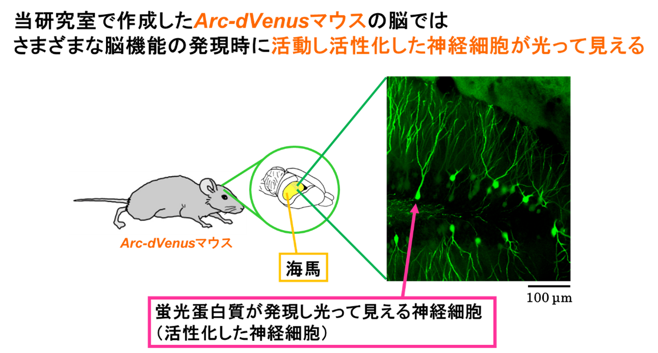 Arc-dVenusマウスの図