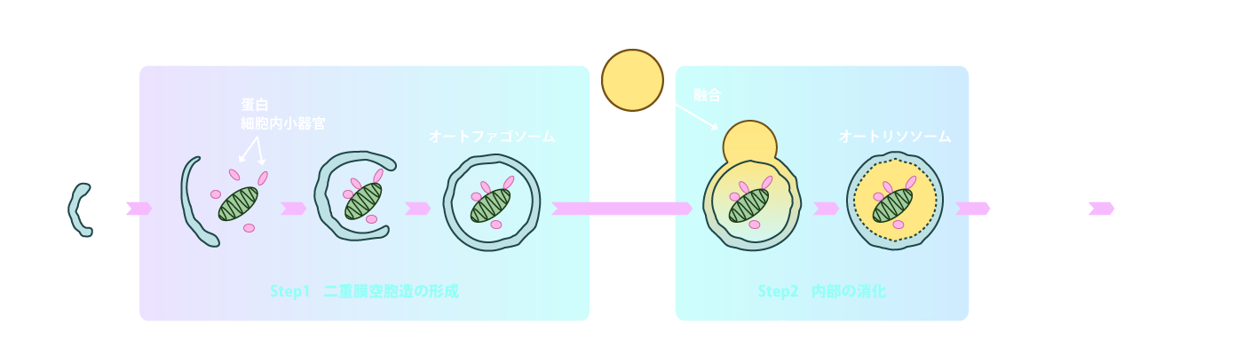 オートファジーのプロセス