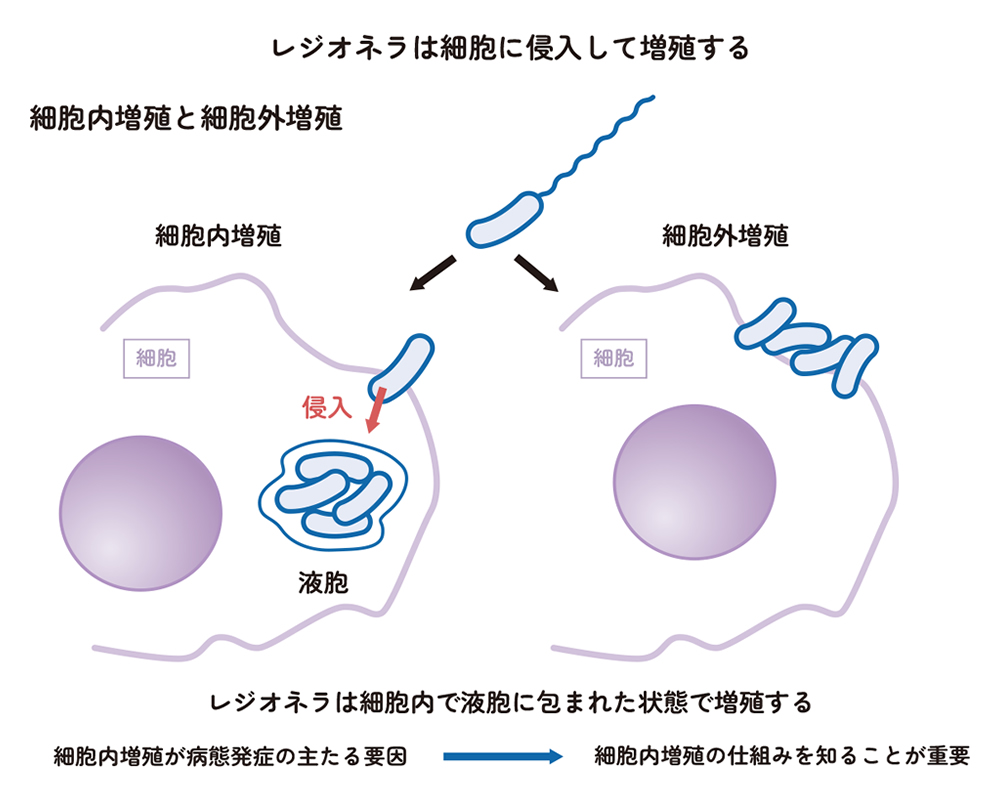 レジオネラは細胞に侵入して増殖する