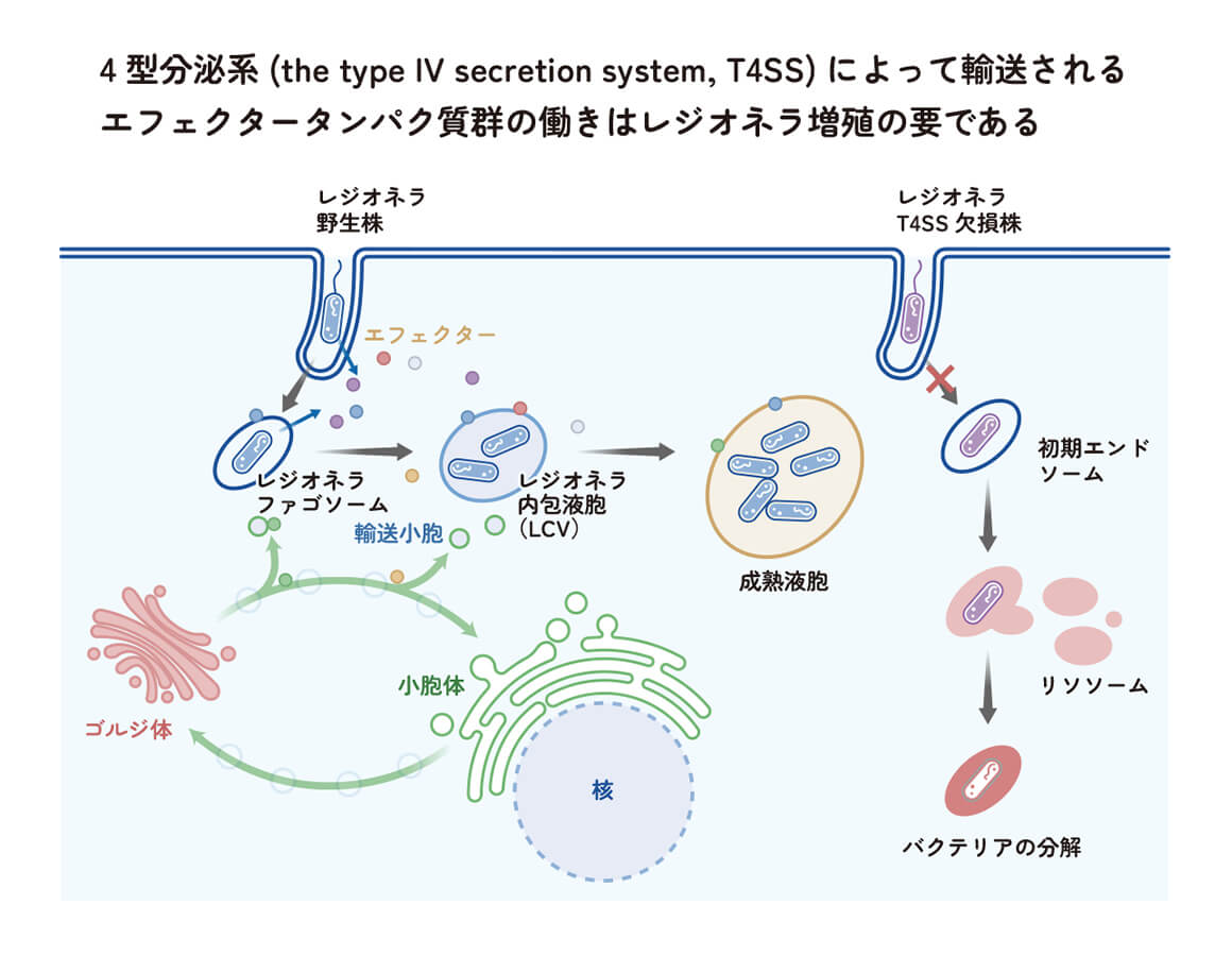 4型分泌系 (the type IV secretion system, T4SS) によって輸送されるエフェクタータンパク質群の働きはレジオネラ増殖の要である